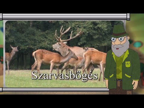 Erdő Ernő bácsi meséi - Mi az a szarvasbőgés?