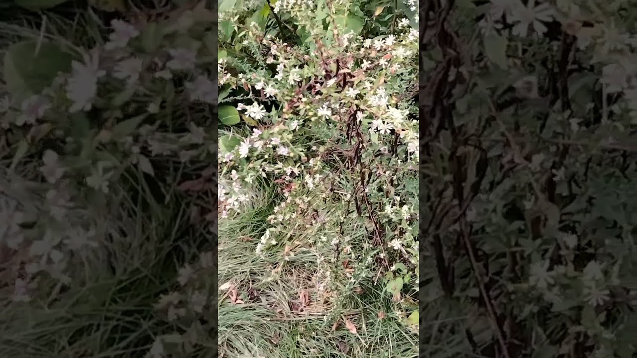 Different types of bees 🐝 