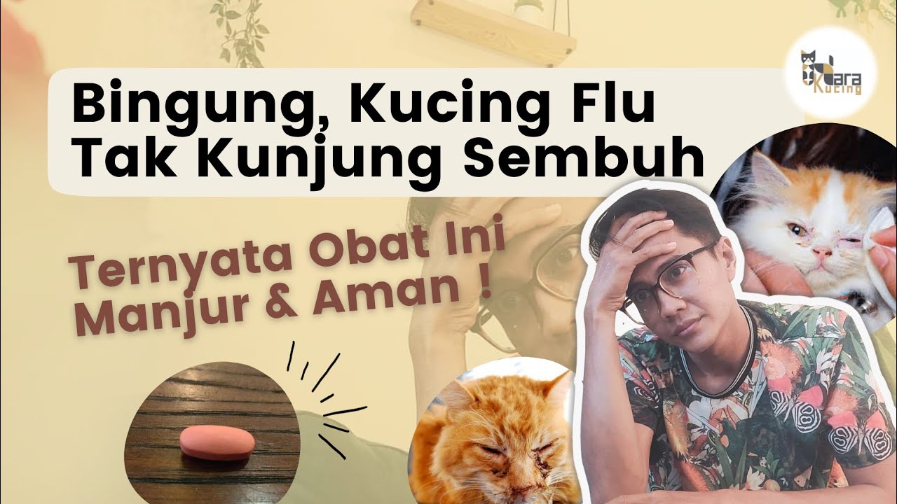 Obat untuk kucing flu membantel