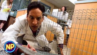 Troy and Abed's Lab Rat Escapes | Community Season 1 Episode 9 | Now Playing