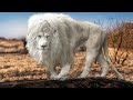 Rarest & Most Unique Lions In The World