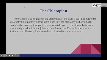 All About Photosynthesis   Google Slides
