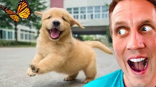 World's CUTEST Golden Retrievers 🥹 my Reaction