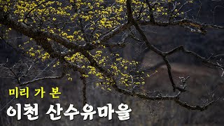 이천산수유마을 산자락 전체가 노랗게 물들은 날