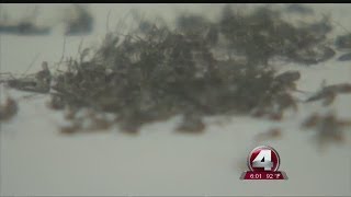 2nd case of chikungunya fever reported in Southwest Florida