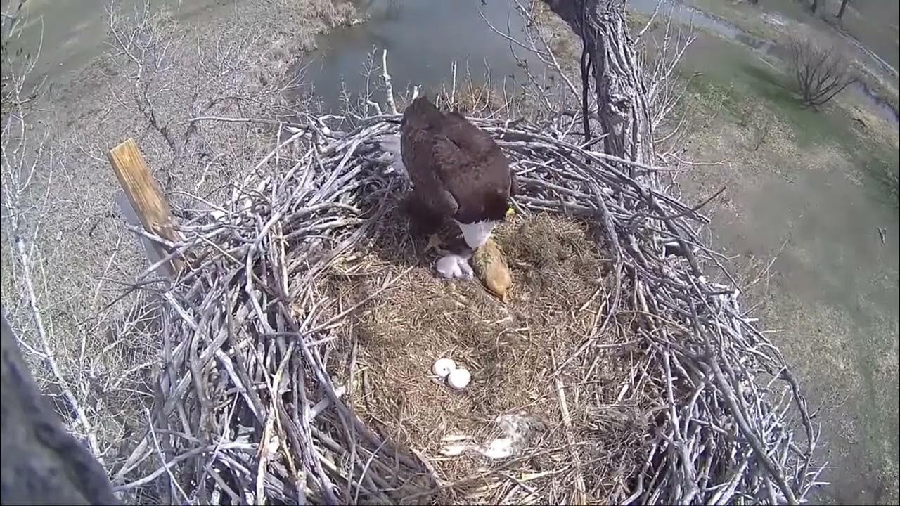 Xcel Energy Fort Saint Vrain Eagle Cam 13.04.2023 YouTube