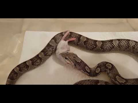 camera iphone 8 plus apk Feeding large mouse to my 31 month old corn snake Anery.