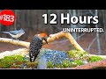 12 Hr Uninterrupted Cat TV Best Of Compilation Of Birds Squirrels No Ads LensMyth 