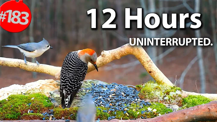 12 Hr. Uninterrupted Cat TV 😻 Best of Compilation of Birds & Squirrels 🐦No Ads @LensMyth thumbnail