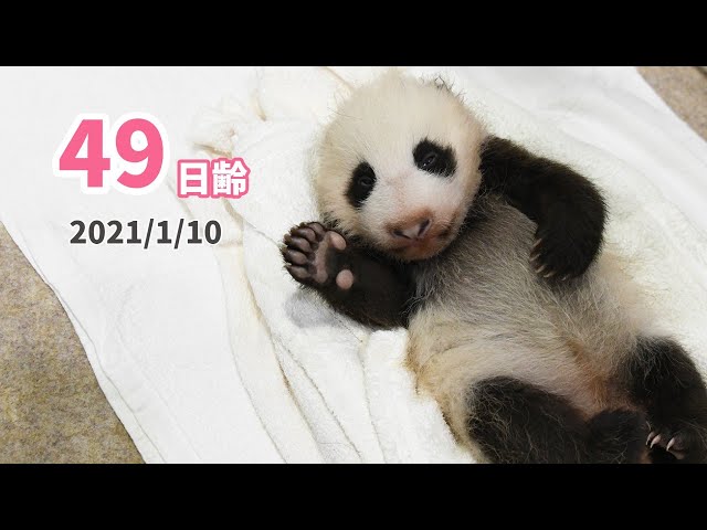 アドベンチャーワールド パンダファミリー スーベニアカップ