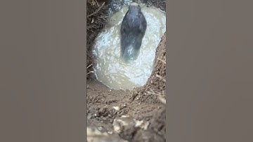 Bắt dúi rừng #shortsvideo #hottrend #xuhuong #nongsantaybac #youtubeshorts #duirung #xuhuongyoutube