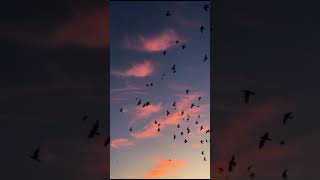 Baitullah Sharif - 161223