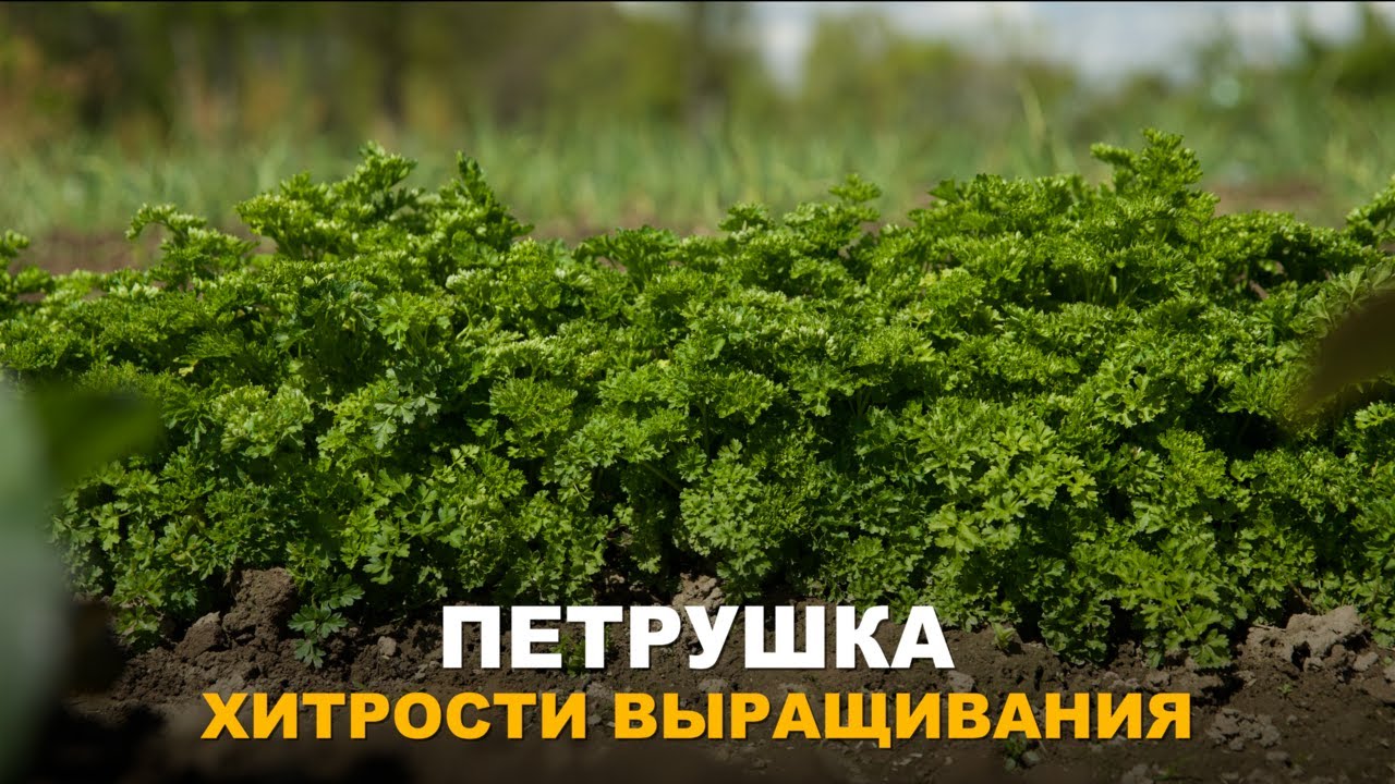 КАК ВЫРАСТИТЬ ПЫШНУЮ ПЕТРУШКУ. Посев петрушки, нюансы посева и выращивания.