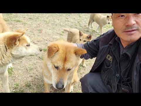 깊은산 자연인 외딴집 주인은 출타중댕댕이 열마리 <strong>엄마아빠</strong> 강아지 천지