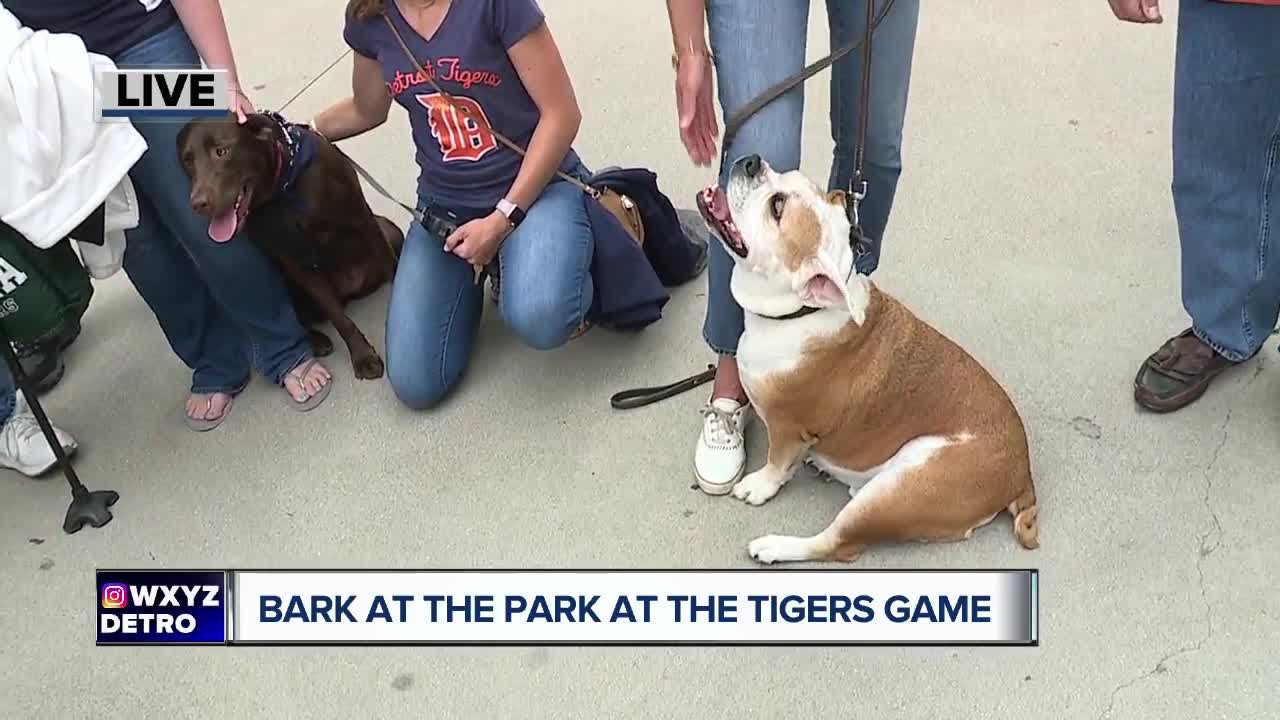 Bark in the Park at Comerica Park for the Detroit Tigers game YouTube