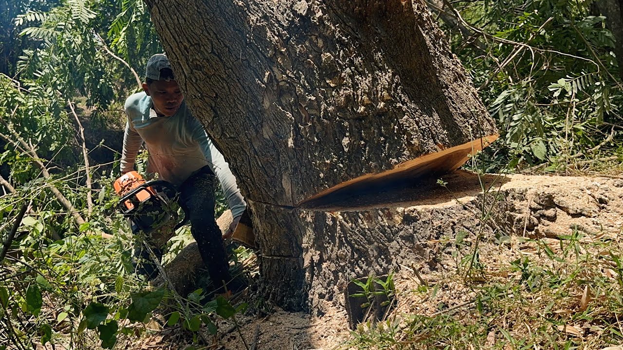 Need Skill... Cut down 2 trees slanted in the river. - YouTube