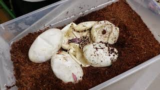 Famous Ball Python Clutch #2 2018 Profile