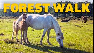🔴 TV For Dogs 24/7 🌲 Forest Dog Walk Amongst Ponies & Foals 🐴 Nature Sounds 4K HDR News
