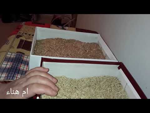 فيديو: ما هو مصنوع من القمح