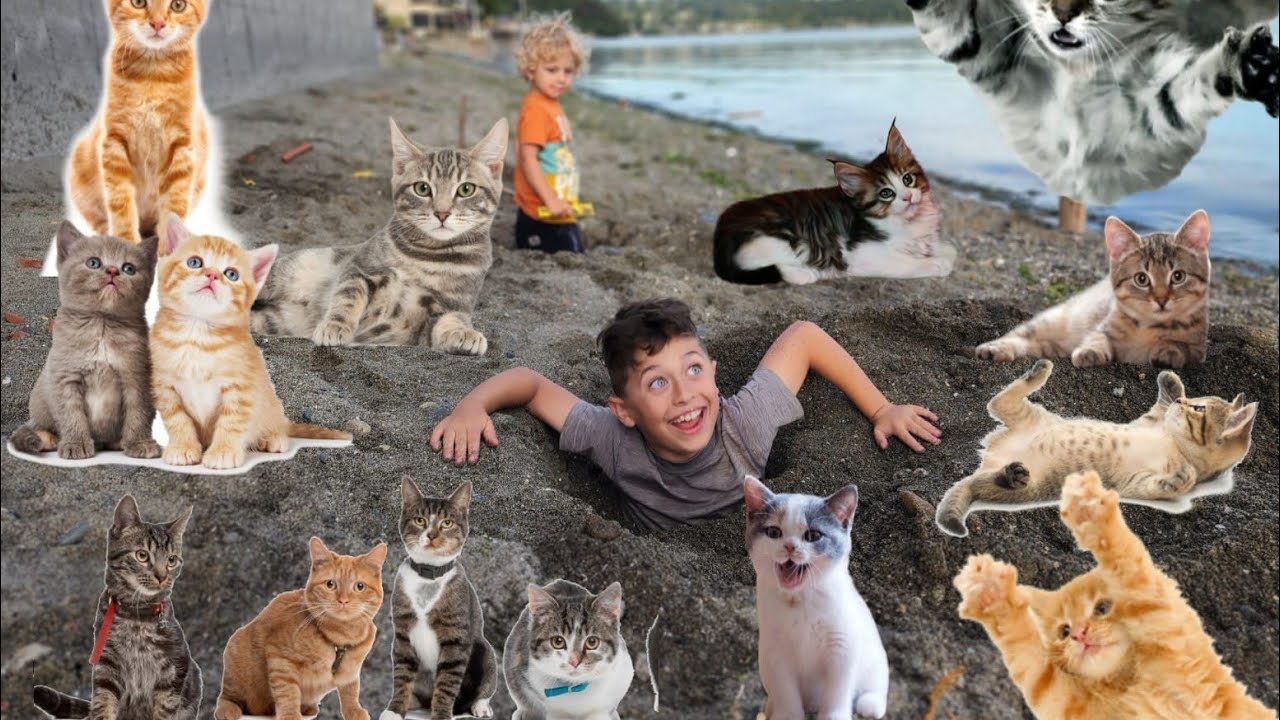 Difusing exploding kittens in real life. CatMasters