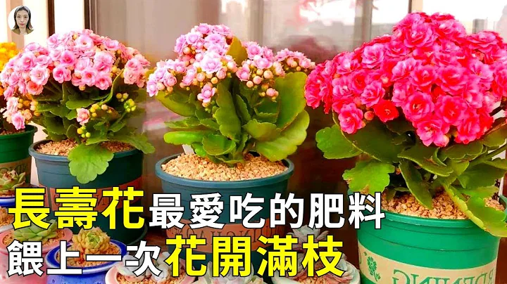 长寿花爱喝1种水，5天喂1杯，根壮叶绿，开花一波接一波|Kalanchoe|花花世界 - 天天要闻