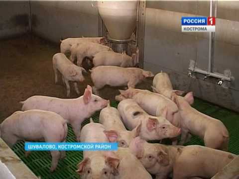 Магазины Шувалово В Костроме Адреса