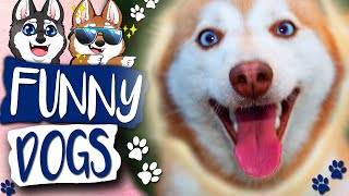 Funny Videos Of Mini Huskies