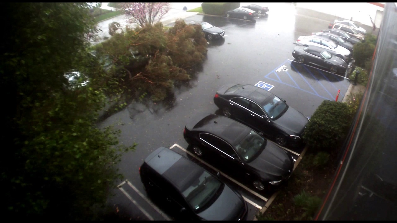 IT Creations Tree Fall - California Storm Watch 2017