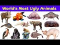 World’s Most Ugliest Animals–You’ll Be Surprised Actually Exist |Ugly Animals Names|Strange Wildlife