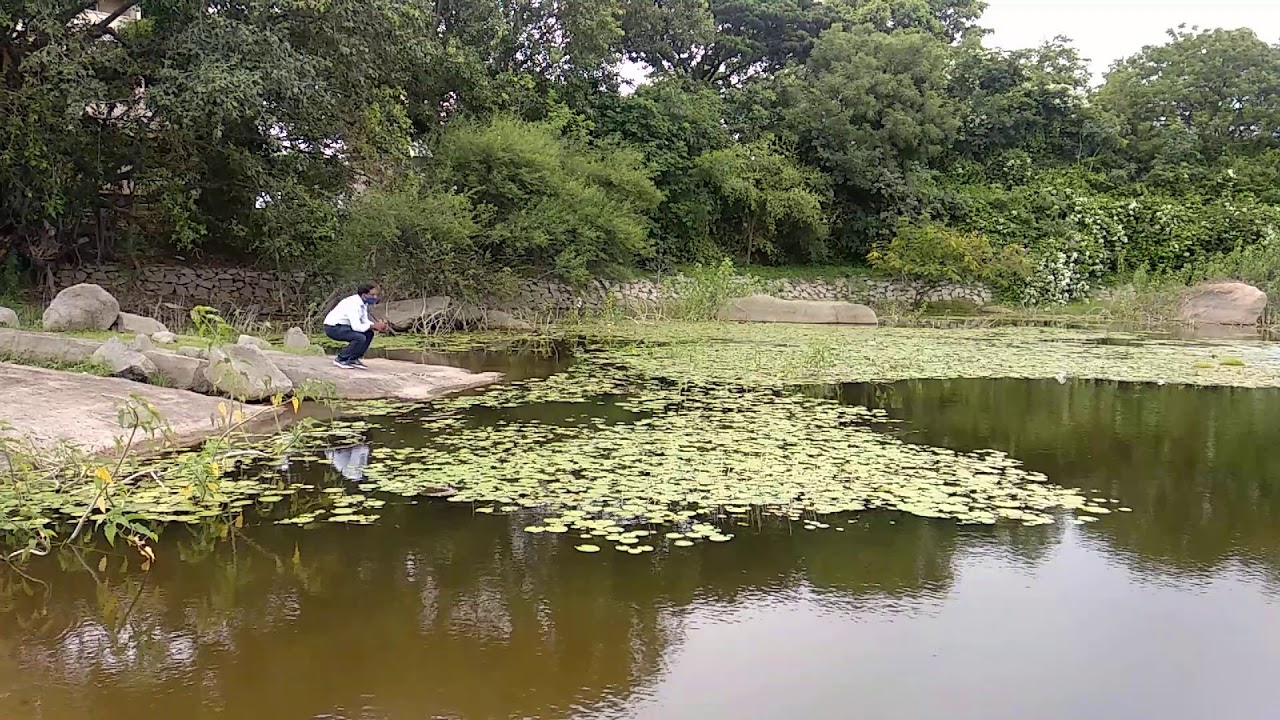 Beautiful hidden lotus pond, keesaragutta, Hyderabad