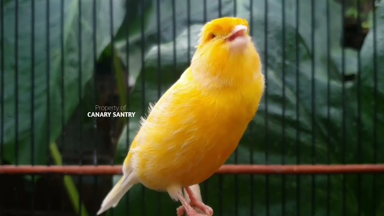 Пение-терапия для канареек: самая мощная тренировка для канареек❗❗