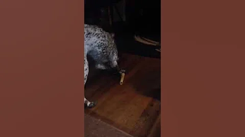 German short hair playing with bottle cap
