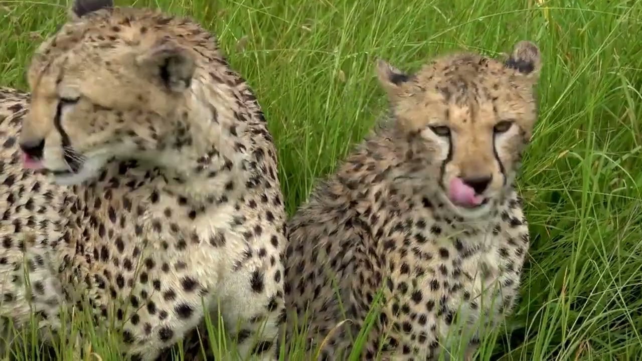 Embark on the Ultimate Tanzania Safari Adventure with Baobab Safaris | Unveiling Nature's Spectacle!