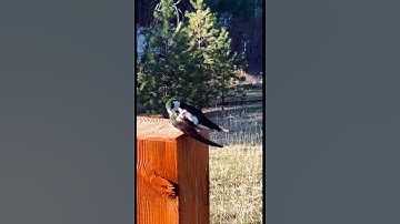 Staying Beautiful  🥰 🥰 So Adorable And Pretty  #violetgreenswallow #preening #wildlife #nature
