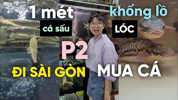 ĐI SÀI GÒN săn dàn cá SĂN MỒI khủng về SHOP! - phần 2 #suncuong