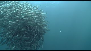 Little Forage Fish Make a Big Difference on the Pacific Coast | Pew