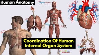 Coordination Of Human Body Internal Organ System |Digital Teacher (Part #11)