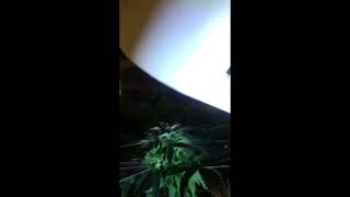 Brummie Budz Orange Cream Cookies Indoor DIY Nice Buds