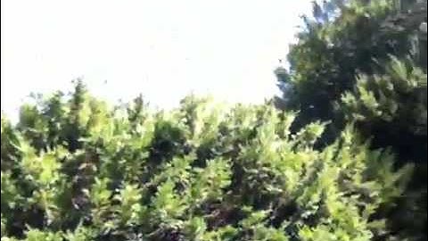 iPod Touch 4G Front Camera Test