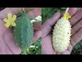 Pepinos Silvestres, chayotillo, pepino cimarron, pepinillo, Luffa operculata y Cucumis anguria