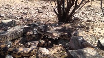 Gopher snake imitating a rattlesnake
