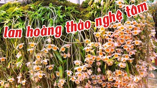 hoàng thảo nghệ tâm ghép cây tổ quạ phát triển vượt trội | phong lan rừng phúc vân