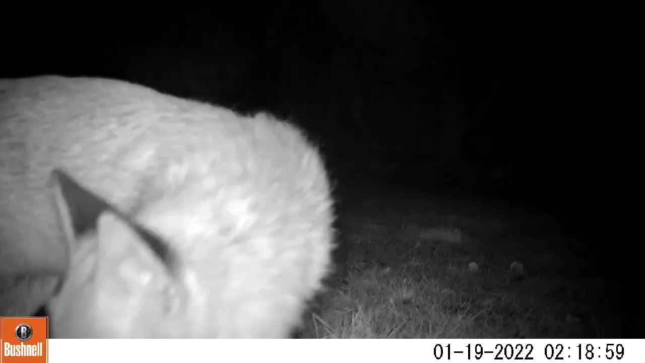 Fox Cam : A close up… look at those eyes!!