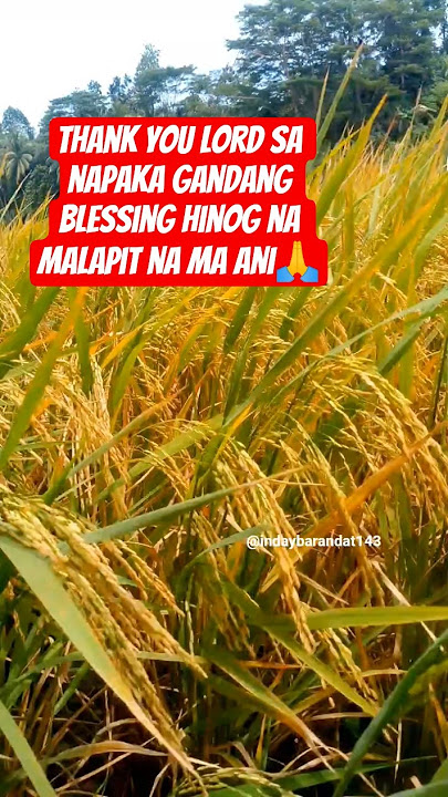 THANK YOU SA BLESSING 🙏🙏#provincelife #ricefield #viral #trend #short
