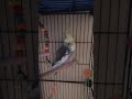 Bingo is just chill'n there🦜 #birds #cockatiel #tiel #parrot