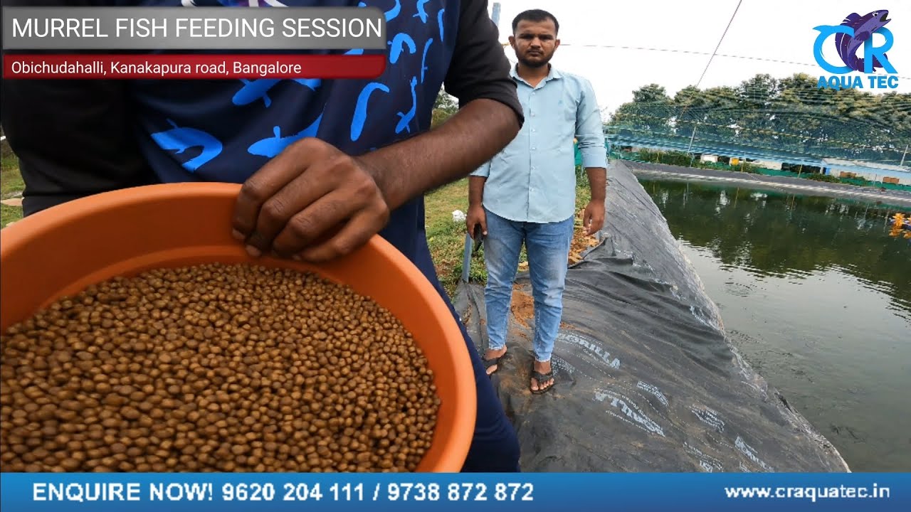 Murrel Fish Growth in Just 2 Months | CR Aqua Tec Fish Farming Update #murrelfish #murrel