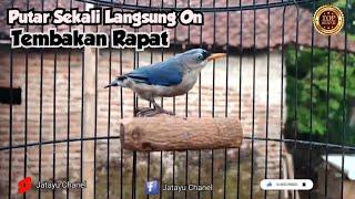 Rambatan Paruh Merah Gacor