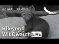 WILDwatch Live | 02 March, 2021 | Afternoon Safari | South Africa