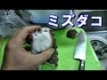 青森の漁師からミズダコを貰ったので刺身にする　Sashimi of the big octopus