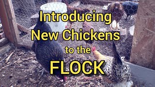 Introducing New Chickens Into An Existing Flock | Our Pullets Go From Brooder To The Coop! by Sacredly Simple Nature and Homestead 583 views 1 year ago 7 minutes, 15 seconds